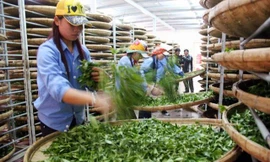 Việc tin vào lời hứa của đối tác Pakistan và không yêu cầu mở L/C như theo thông lệ thương mại quốc tế đang khiến một doanh nghiệp Việt Nam có nguy cơ mất trắng gần 140.000 USD