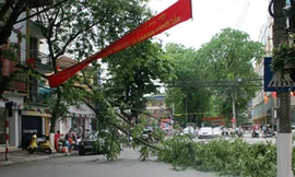 Gió to, cây gãy giữa đường