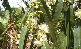 Chữa viêm xoang mà không dùng thuốc