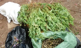 Bị bắt vì mua hoa anh túc ngâm rượu