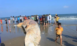 Cá voi hơn ba tấn dạt vào bãi biển Tĩnh Gia