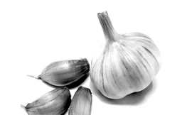 Phát hiện cơ chế giảm béo, giảm mỡ máu của dầu tỏi tía