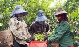 Cả xã khấm khá vì 'rủ nhau' trồng giống mận thơm ngon