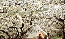 Nhiều người ‘sập bẫy’ đặt phòng khách sạn ở Mộc Châu 