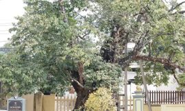 Cây thị nghìn năm trổ ra nguyên hình voi con cưỡi trên lưng voi mẹ