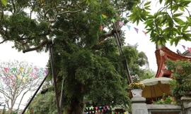 Cây táu bạc có niên đại 2.100 năm, tương truyền trồng từ thời vua Hùng thứ 18