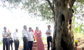 Vì sao cây me cổ thụ ở Long An được công nhận là Cây Di sản Việt Nam?