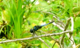 Việt Nam phát hiện loài chuồn chuồn mới