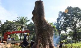 Lý do đốn hạ cổ thụ trăm tuổi ở TPHCM; Xe khách Thành Bưởi có thể được hoạt động lại