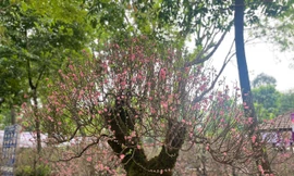 Đào rừng Sơn La cổ thụ giá gần trăm triệu hút khách ở TPHCM