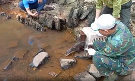 Thả nhiều trăn, kỳ đà, rùa quý hiếm về tự nhiên