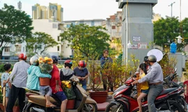 TPHCM sẽ mua lại hoa bị ế trong dịp Tết
