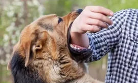 Người đàn ông tử vong sau 2 năm bị chó cắn