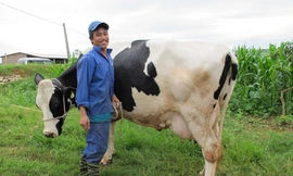 Anh Nguyễn Văn Hải, khu Vườn Đào thu nhập hơn 2 tỷ đồng/năm từ nuôi bò sữa. Ảnh: Trà Xuân