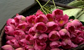 Vì sao sen chưa chính thức là quốc hoa?