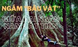 Ngắm 'báu vật' giữa đại ngàn Nam Cát Tiên