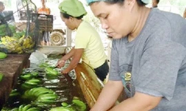 Ngành xuất khẩu chuối của Philippines đang bị Trung Quốc gây khó - Ảnh: Inquirer.net