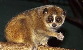 Cu li có tuyến độc ở chân rất nguy hiểm. 