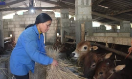 Phòng chống đói rét cho vật nuôi ở Chi Lăng. 