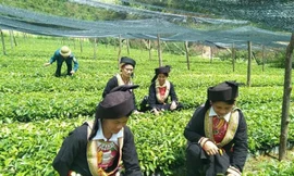 Chị Tàn và phụ nữ người Dao ở huyện Bình Gia, tỉnh Lạng Sơn ươm cây giống, phát triển sản xuất -Ảnh: Duy Chiến 