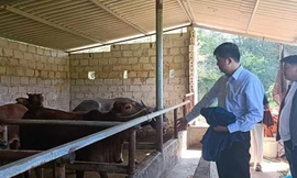 Học hỏi mô hình phát triển đàn bò. Ảnh: Duy Chiến 