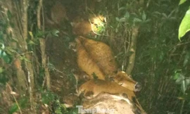 Mưa to, gió lớn đánh chết 17 con bò ở huyện Bình Gia, Lạng Sơn -Ảnh: TL
