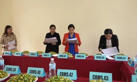 Tuyển chọn giống chanh rừng Mẫu Sơn -Ảnh: VH