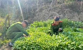 Công an phát hiện, phá nhổ cây thuốc phiện trồng trái phép (ảnh: CA)