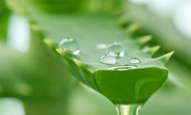 Ảnh minh hoạ: Internet