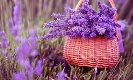 Ảnh minh hoạ: Internet