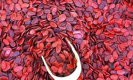 Ảnh minh hoạ: Internet