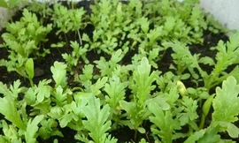 Ảnh minh hoạ: Internet