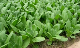 Ảnh minh hoạ: Internet