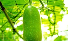 Ảnh minh hoạ: Internet