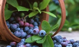 Ảnh minh hoạ: Internet