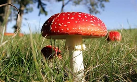 Nấm độc. Ảnh minh hoạ: Internet