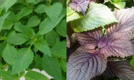 Ảnh minh họa: Internet