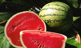 Ảnh minh hoạ: Internet