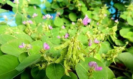 Ảnh minh hoạ: Internet