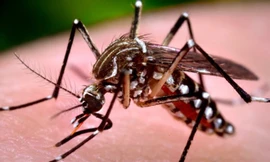 Muỗi vằn Aedes là trung gian truyền bệnh sốt xuất huyết. Ảnh minh hoạ: Internet