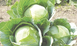 Ảnh minh hoạ: Internet