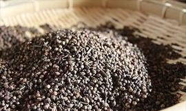 Than hoạt tính thường được sử dụng trong dân gian để điều trị một số bệnh như ăn uống khó tiêu, đầy hơi, chướng bụng… Tuy được coi là thuốc rẻ tiền nhưng nó lại luôn được xem là thuốc đầu tay trong cấp cứu ngộ độc thực phẩm, đặc biệt trong điều trị và xử 