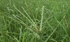 Ảnh minh hoạ: Internet