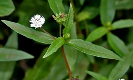 Ảnh minh hoạ: Internet