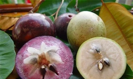 Ảnh minh hoa: Internet