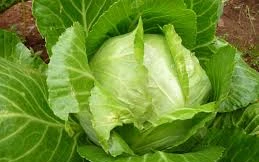 Ảnh minh hoạ: Internet