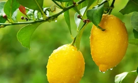 Ảnh minh hoạ: Internet