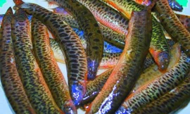 Ảnh minh hoạ: Internet