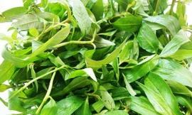 Ảnh minh hoạ: Internet