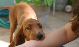 Tiêm vắc xin là biện pháp duy nhất để phòng bệnh dại khi bị chó mèo cắn. Ảnh minh hoạ: Internet